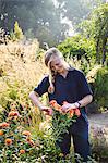 Female gardener cutting a flower at Waterperry Gardens in Oxfordshire.