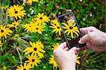 Woman taking a picture of a yellow flower with a mobile phone, Waterperry Gardens in Oxfordshire.