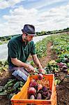A man bending and harvesting beetroots in a field full of plants.