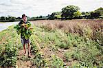 A man with arms full of fresh pulled beetroots.