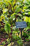 Plants growing in a vegetable garden, with a slate name label. Beetroot.