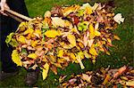 A rake and fallen autumn leaves