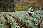 A man carrying a crate of freshly picked vegetables in a field of leeks.
