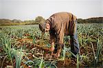 A man bending and lifting fresh leeks from the soil in a field.