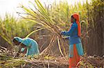 Women harvest sugarcane, Uttarakhand (Uttaranchal), India, Asia