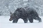 European brown bear walking in a blizzard, Finland, Scandinavia, Europe