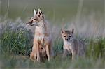Swift Fox (Vulpes velox) vixen and kit, Pawnee National Grassland, Colorado, United States of America, North America