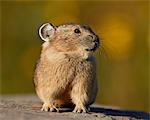 American Pika (Ochotona princeps), San Juan National Forest, Colorado, United States of America, North America