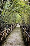 An empty walkway surrounded by lush foliage.