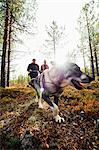 Gun dog walking in forest with two hunters