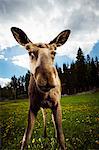 An elk, close-up, Sweden.