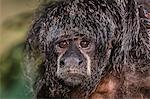 Captive adult Monk saki (Pithecia monachus), San Francisco Village, Loreto, Peru, South America