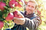 Portrait smiling male farmer harvesting ripe red apples in sunny orchard