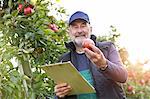 Male farmer with clipboard inspecting apples in orchard