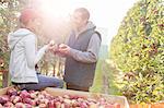 Farmers cutting and inspecting apples in sunny orchard