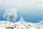 a Winter tree trunk in nature in winter