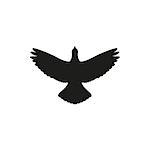 Simple black one single silhouette icon flying up bird dove pigeon. Vector