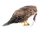 Common buzzard eating a mouse in front of white background