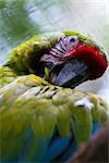 beautiful great green macaw up close focused on its eye