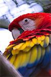 close up of a colorful scarlet macaw with beautiful feathers