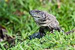 spiny tail iguana walking on the ground in the pacific Costa Rica