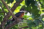 belted kingfisher perched on a tree with glowing green leaves in the background in a rainforest in Costa Rica