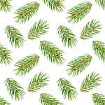 Seamless pattern of spruce branches isolated on white background, with clipping path