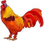 Realistic illustration of red rooster