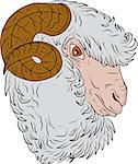 Drawing sketch style illustration of a merino ram sheep head viewed from the side set on isolated white background.