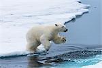 Polar bear cub (Ursus maritimus) jumping over the water, Spitsbergen Island, Svalbard archipelago, Arctic, Norway, Scandinavia, Europe