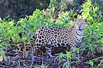 Jaguar (Panthera onca), Pantanal, Mato Grosso, Brazil, South America