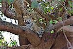Jaguar (Panthera onca), Pantanal, Mato Grosso, Brazil, South America
