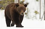 Brown Bear (Ursus arctos) during spring snowfall, Finland, Scandinavia, Europe