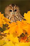 Tawny owl (Strix aluco), among autumn foliage, United Kingdom, Europe