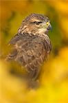 Common buzzard (Buteo buteo), among the autumn foliage, United Kingdom, Europe