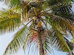 Man cutting palm fronds for thatching in Bali, Indonesia, Southeast Asia, Asia