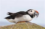 Puffin (Fratercula arctica) with sand eels, Farne Islands, Northumberland, England, United Kingdom, Europe