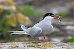 Arctic tern (Sterna paradisaea) with sand eel, Inner Farne, Farne Islands, Northumberland, England, United Kingdom, Europe