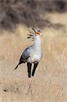 Secretarybird (Sagittarius serpentarius), Kgalagadi Transfrontier Park, South Africa, Africa