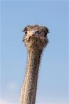 Ostrich (Struthio camelus), Kgalagadi Transfrontier Park, South Africa, Africa