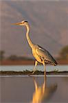 Grey heron (Ardea cinerea), Zimanga private game reserve, KwaZulu-Natal, South Africa, Africa