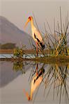 Yellowbilled stork (Mycteria ibis), Zimanga private game reserve, KwaZulu-Natal, South Africa, Africa