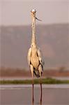 Grey heron (Ardea cinerea), Zimanga private game reserve, KwaZulu-Natal, South Africa, Africa