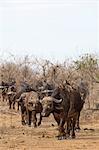 Cape buffalo (Syncerus caffer) herd, Kruger National Park, South Africa, Africa