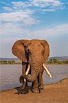 Elephant (Loxodonta africana) resting trunk on its tusk, Zimanga game reserve, KwaZulu-Natal, South Africa, Africa