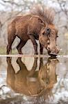 Warthog male (Phacochoerus africanus) drinking, Zimanga game reserve, KwaZulu-Natal, South Africa, Africa