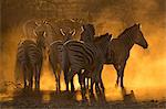 Plains zebra (Equus quagga), Zimanga private game reserve, KwaZulu-Natal, South Africa, Africa