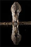 Plains zebra (Equus quagga) drinking at night, Zimanga private game reserve, KwaZulu-Natal, South Africa, Africa