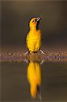 Spectacled weaver (Ploceus ocularis), Zimanga private game reserve, KwaZulu-Natal, South Africa, Africa