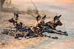 African wild dog (Lycaon pictus) at rest, Kruger National Park, South Africa, Africa